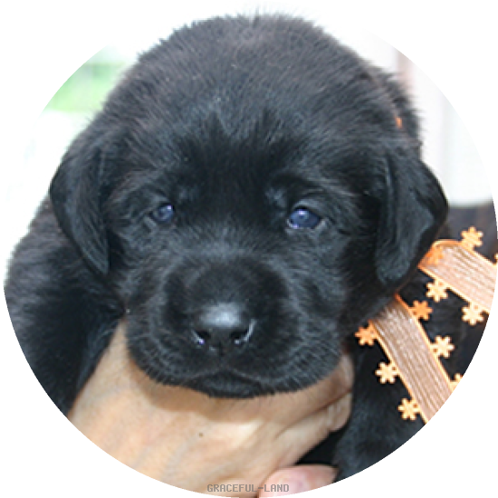 オレンジ(NORBLE 女の子)(A child of ナイト & ノ-ブル) オレンジ(NORBLE 女の子)